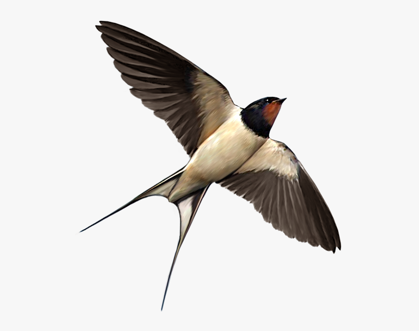 Swallow Bird Food Png - Swallow Png, Transparent Png