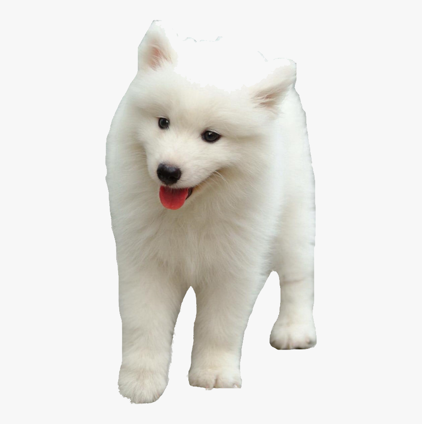 Samoyed Png - Samoyed Transparent Background, Png Download