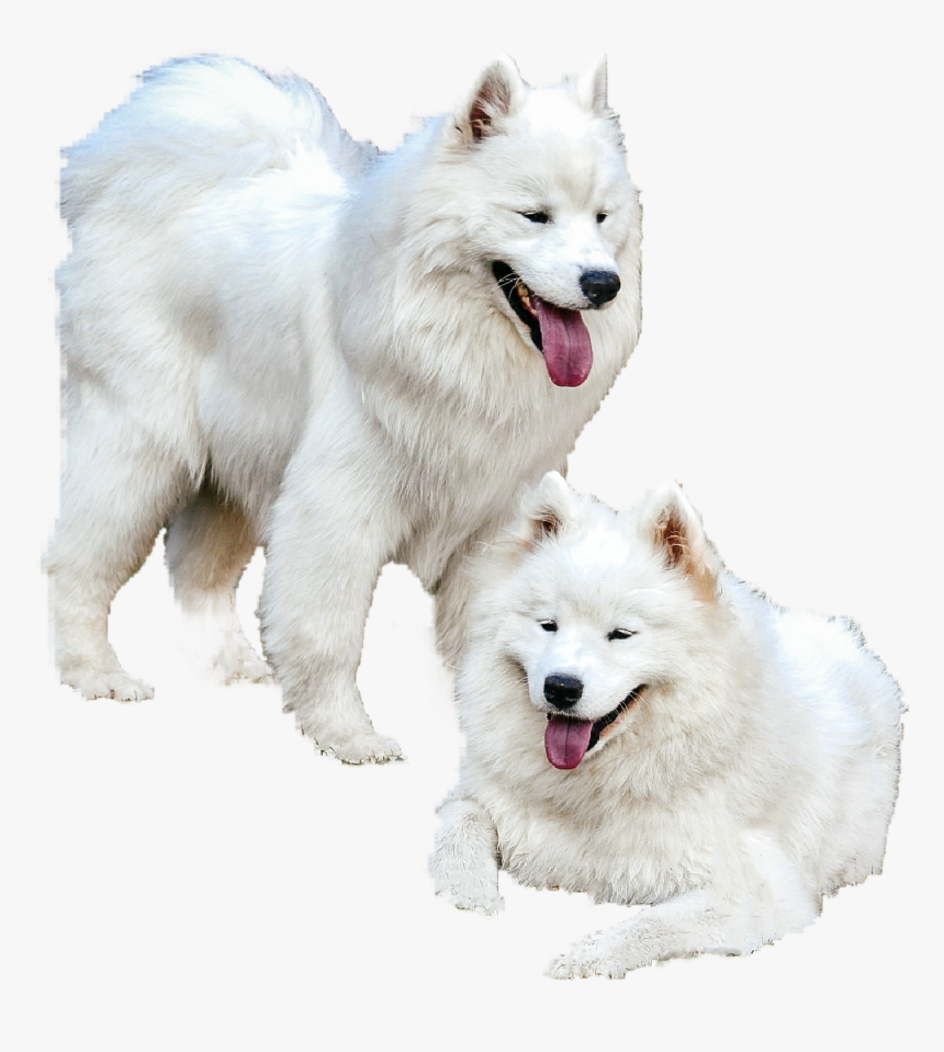 Samoyed Png - Dog Yawns, Transparent Png