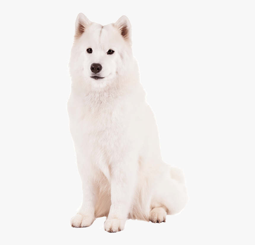 Canadian Eskimo Dog - Greenland Dog, HD Png Download