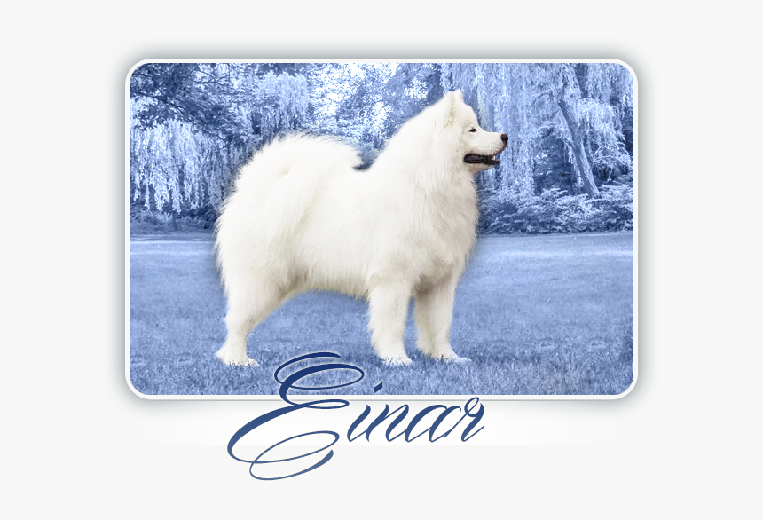 Transparent Samoyed Png - Ajt, Png Download