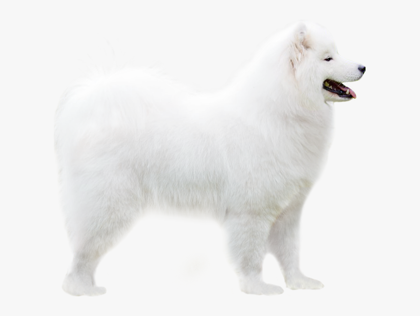 Companion Dog, HD Png Download