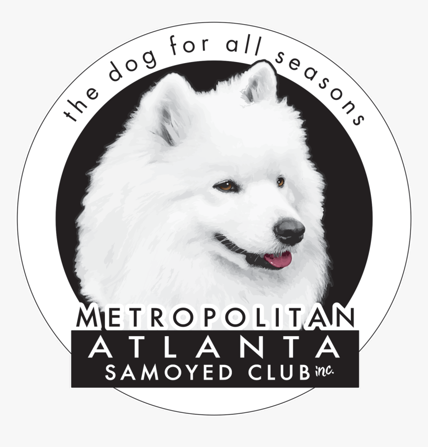 Metropolitan Atlanta Samoyed Club - Japanese Spitz, HD Png Download