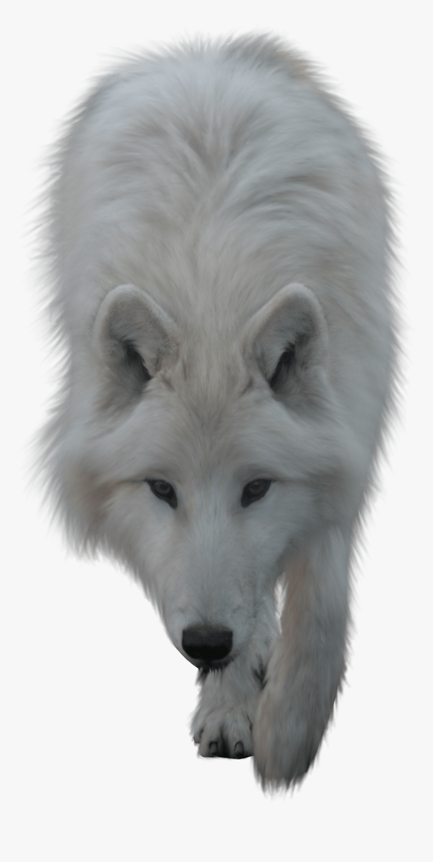 Blanc Suisse,fur,arctic Lupus Tundrarum,wolf - White Wolf Png, Transparent Png