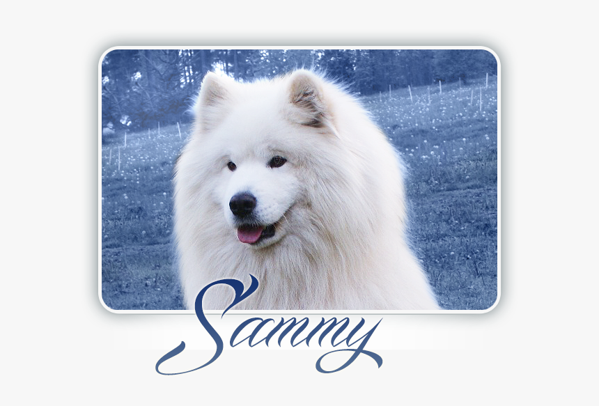 Samoyed Alexander Great Carpathian White Smile - Samoyed, HD Png Download