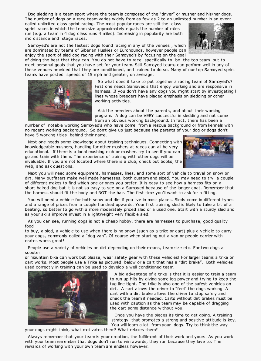 Transparent Samoyed Png - Photo Caption, Png Download