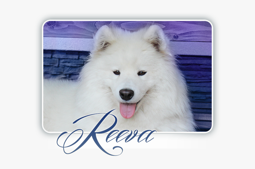 Samoyed Smiling Snowball Pure Crystal - Canadian Eskimo Dog, HD Png Download