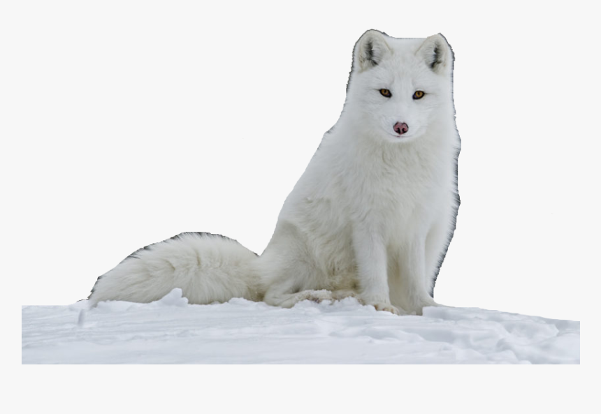 Samoyed - Arctic Fox Images Transparent, HD Png Download