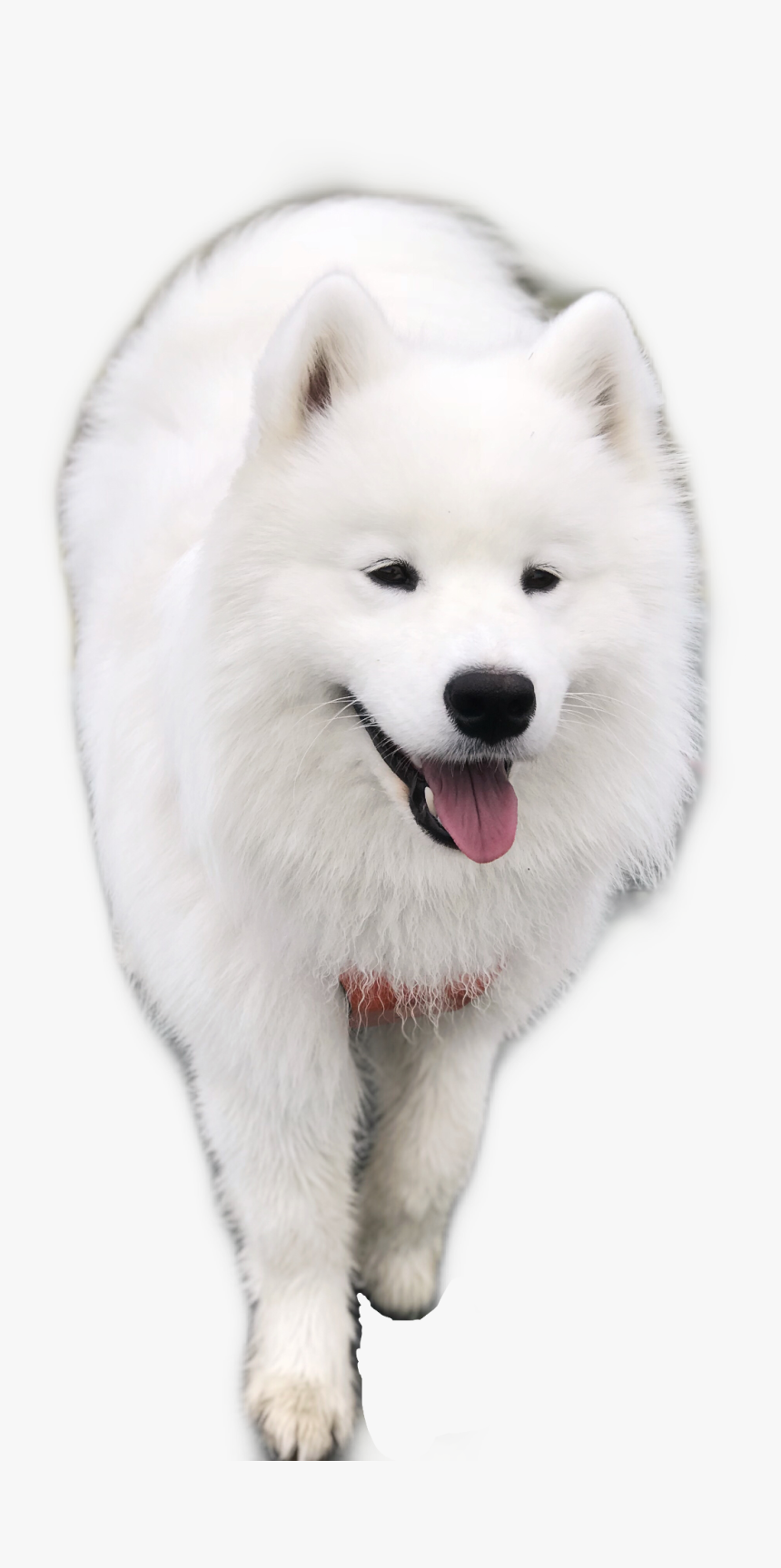 #samoyed #dog #puppy #freetoedit - American Eskimo Dog, HD Png Download