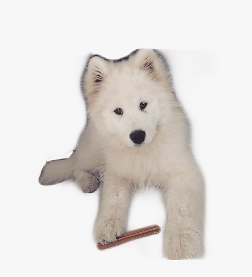 #pies #yoshi #samoyed - Siberian Husky, HD Png Download