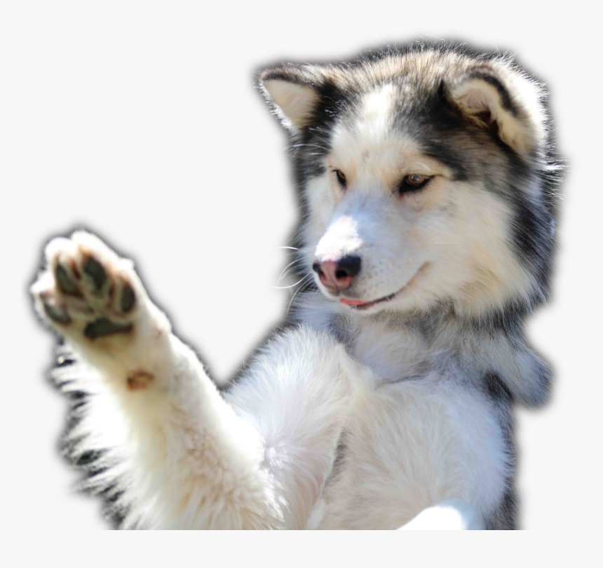 Mackenzie River Husky, HD Png Download