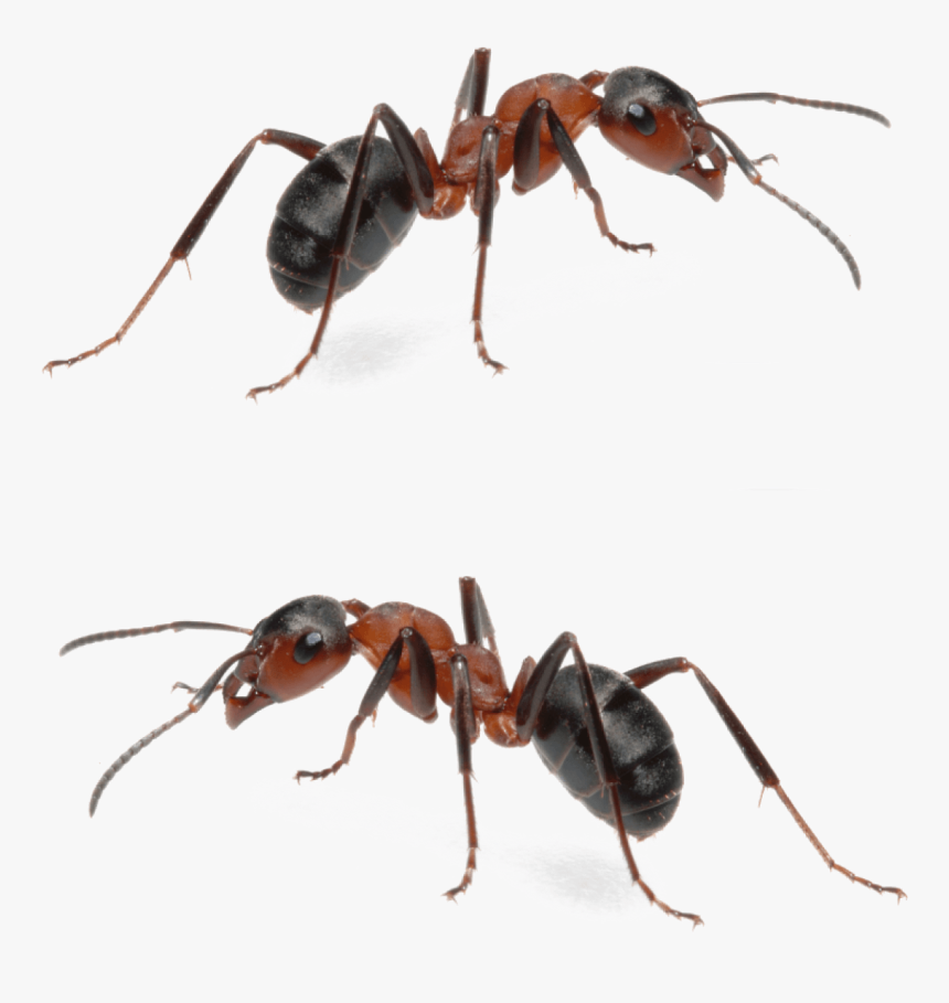 Fire Ant Mounds Are Obviously Menacing, And For Any - Carpenter Ant Fire Ants, HD Png Download