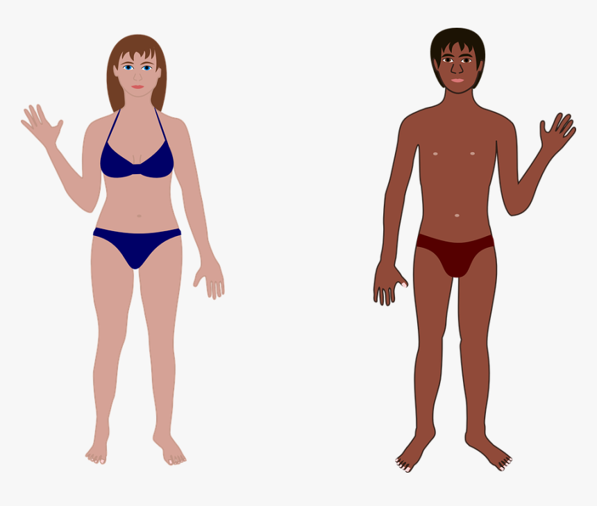 Human, Man, Woman, Bathing Suit, Swimming, Anatomy - Female Human Body Cartoon, HD Png Download