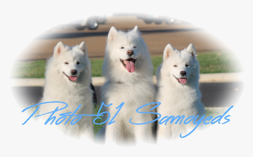 Photo 51 Samoyeds - Canadian Eskimo Dog, HD Png Download