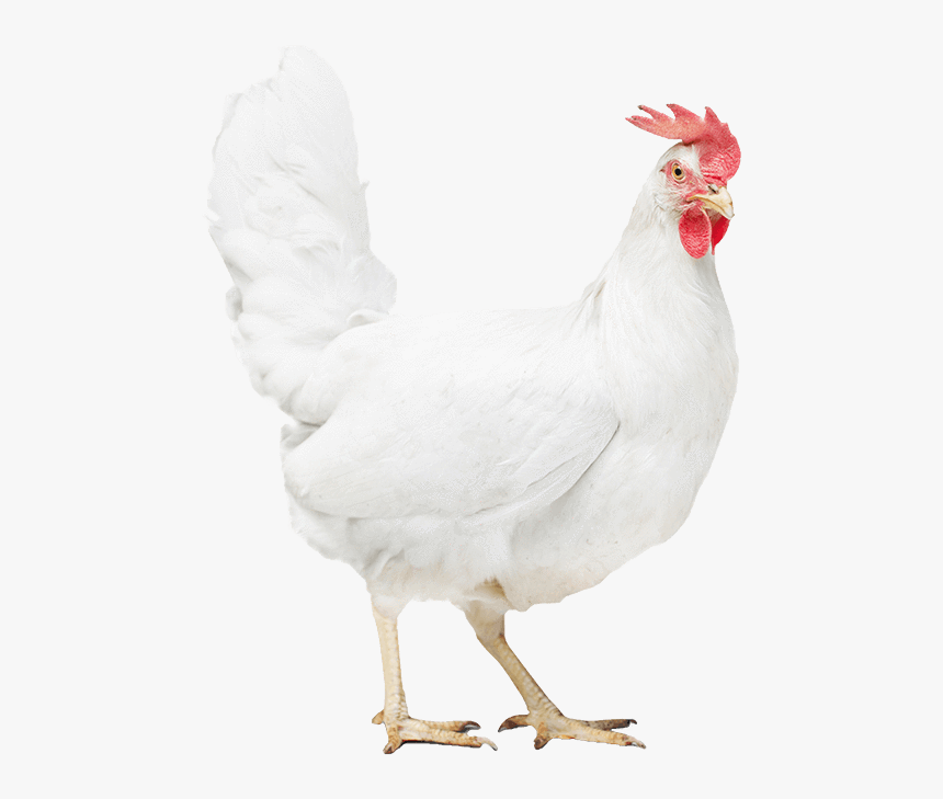 Poultry Health - Rooster, HD Png Download