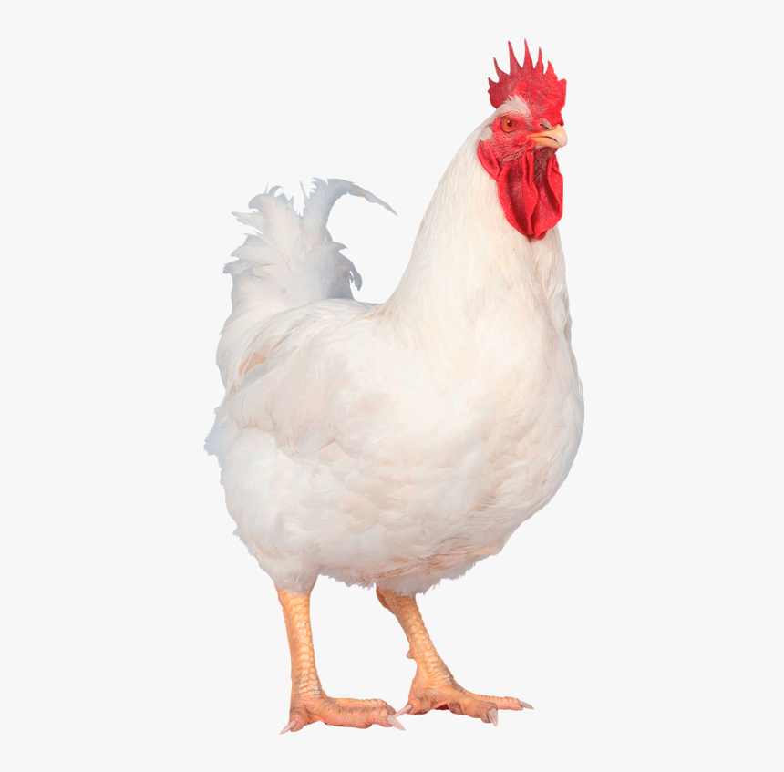 Hubbard Conventional M77-no Background - Pollos Vivos, HD Png Download