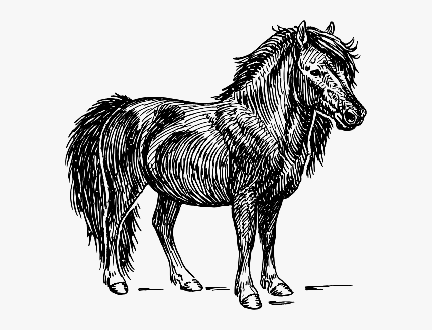Samoyed Silhouette - Miniature Pony Clipart, HD Png Download