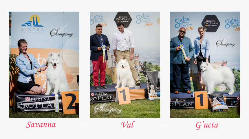 Untitled-1 - Camara Municipal De Sintra, HD Png Download