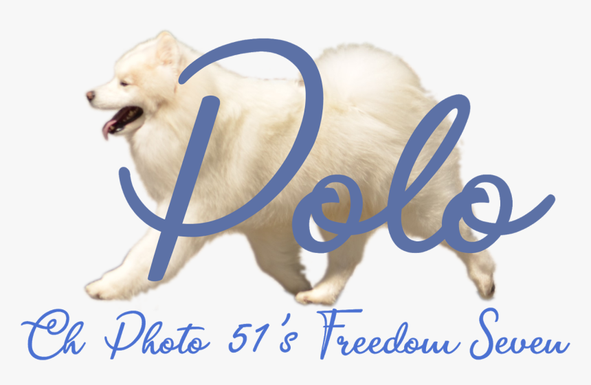 Dog Catches Something, HD Png Download