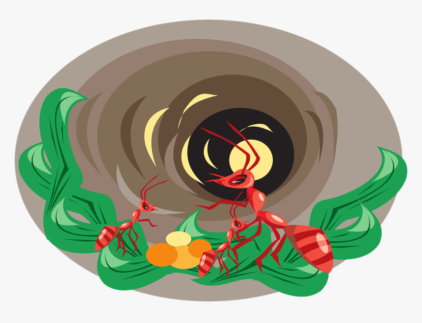 Ant, HD Png Download