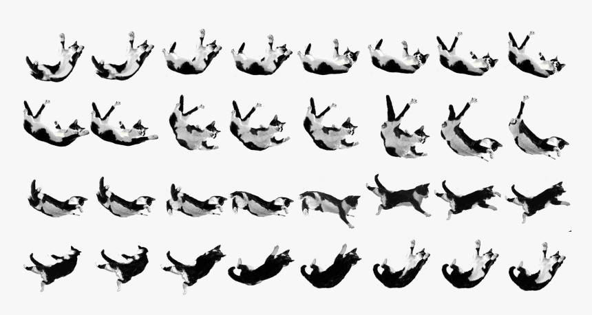 Chicken , Png Download, Transparent Png