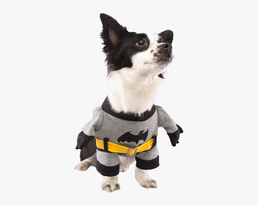 Companion Dog, HD Png Download