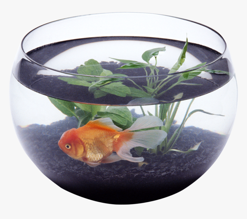 Aquarium Png - Fish In Aquarium Png, Transparent Png