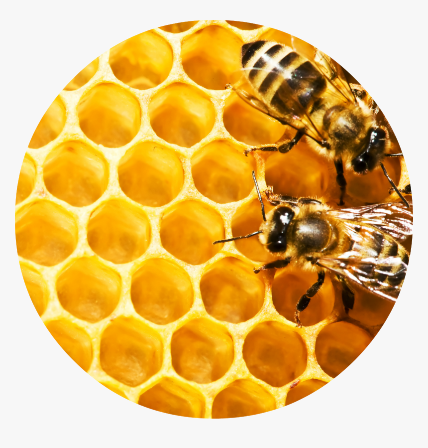Bees On Honeycomb Hd, HD Png Download