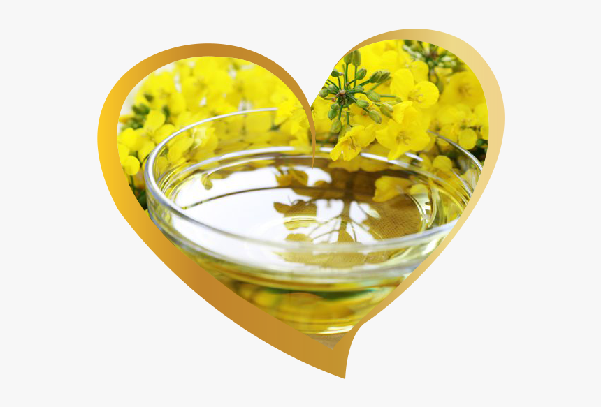 Canola Cooking Oil - Difference Between Mustard Plant And Rape Seed Plant, HD Png Download