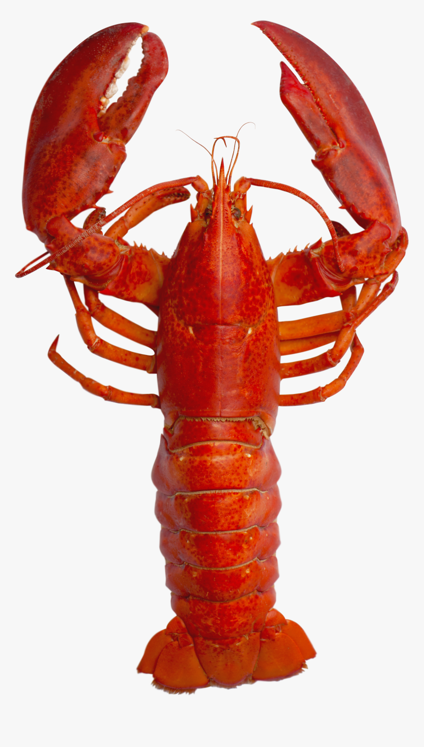 Andy Warhol Lobster Pop Art , Png Download - Transparent Background Lobster Png, Png Download