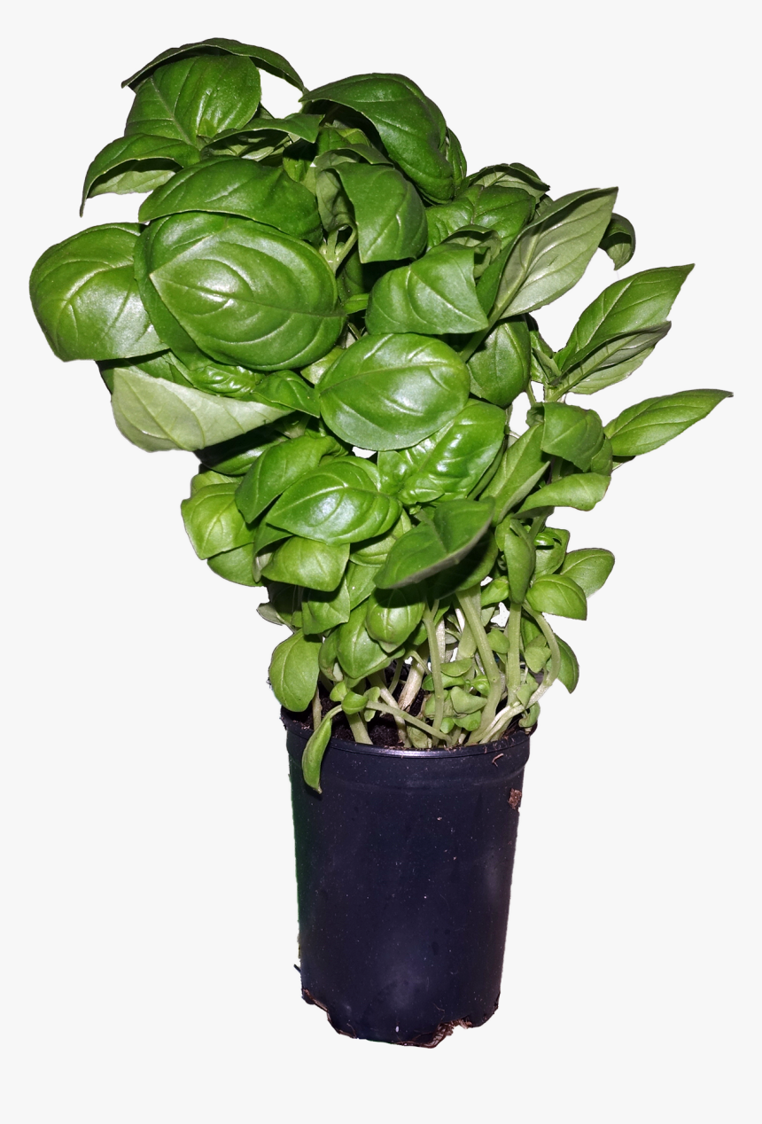 Ymele - Basil - Flowerpot, HD Png Download
