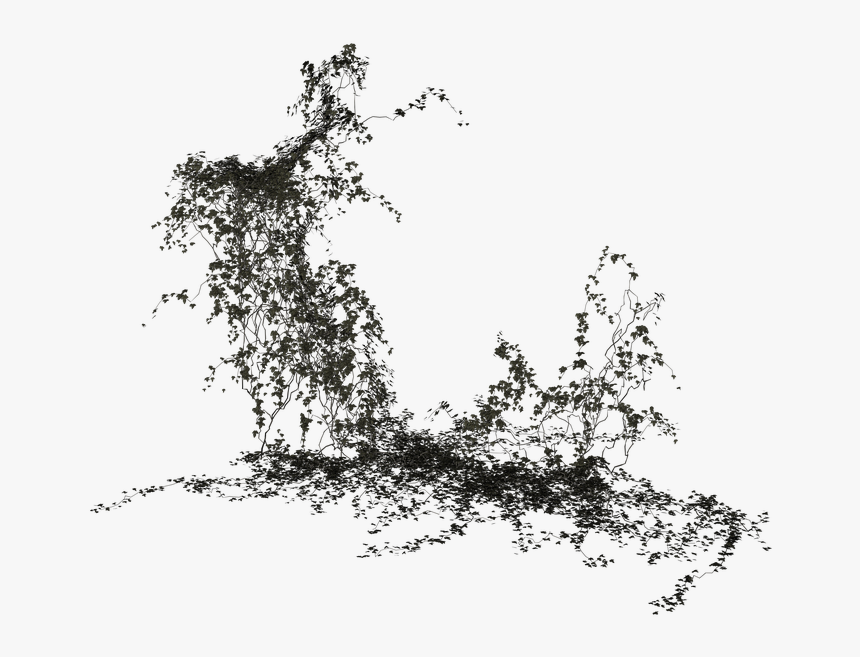 Ivy Climbing Plant Png, Transparent Png
