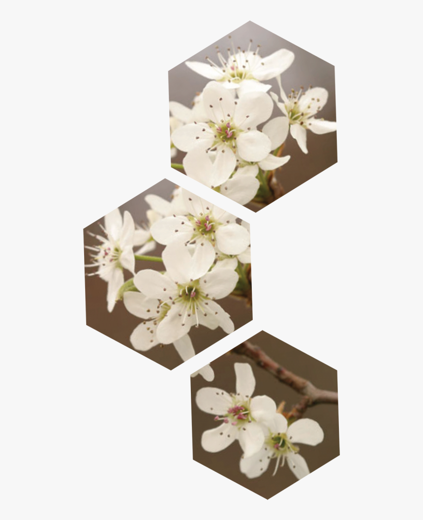 If You Wait Until Summer, These Trees Will Be Hard - Cherry Blossom, HD Png Download