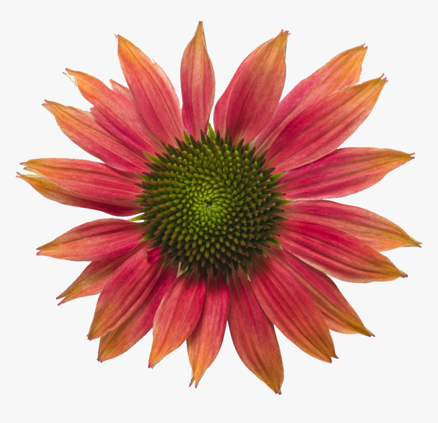 Coneflower - Blanket Flowers, HD Png Download