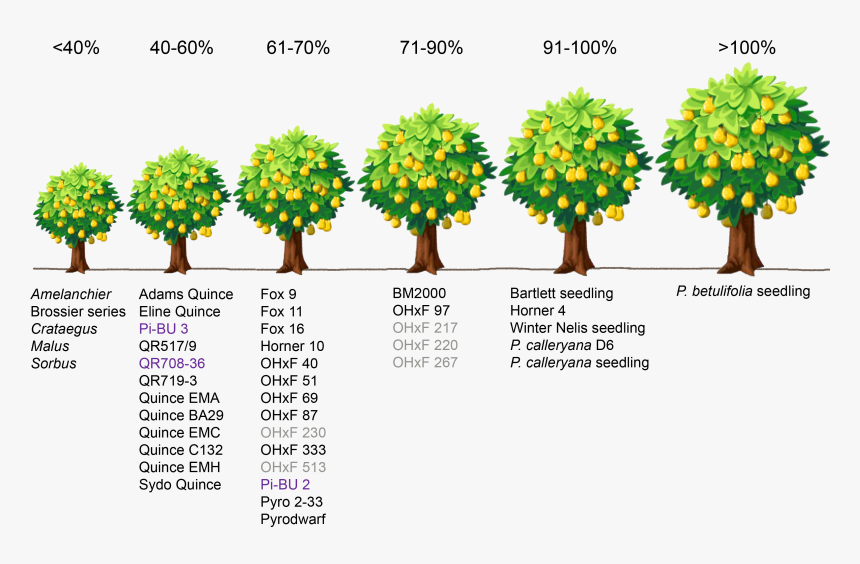 Dwarfing Rootstock, HD Png Download