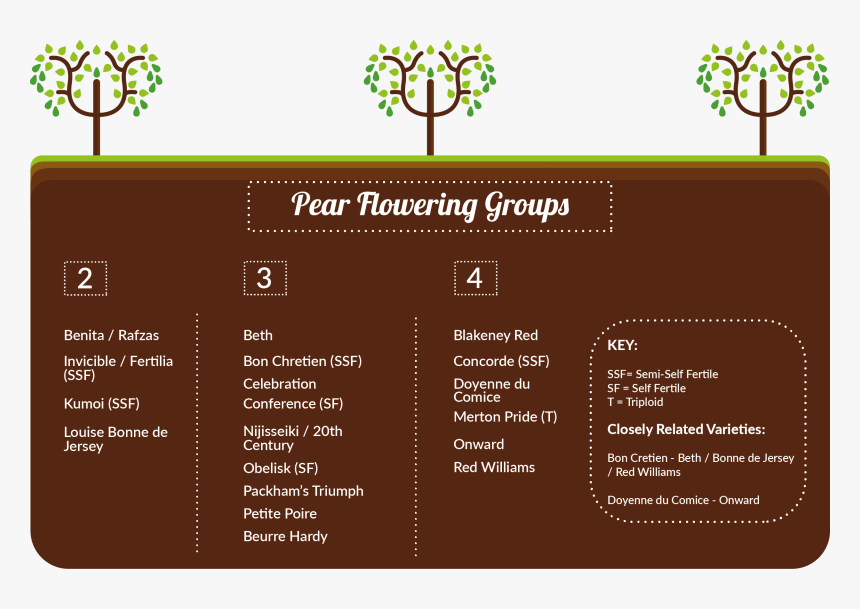 Pear Trees Pollination Group C, HD Png Download