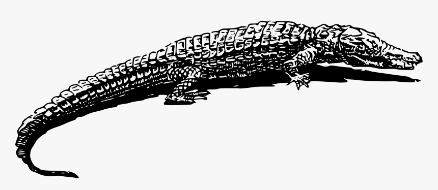 Amphibian Drawing Reptile - Crocodile Black & White, HD Png Download