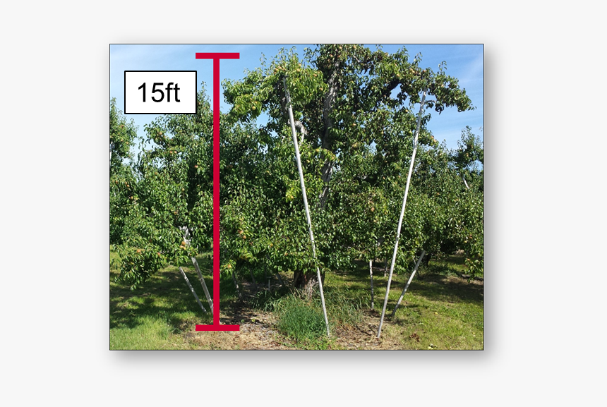 Grove, HD Png Download