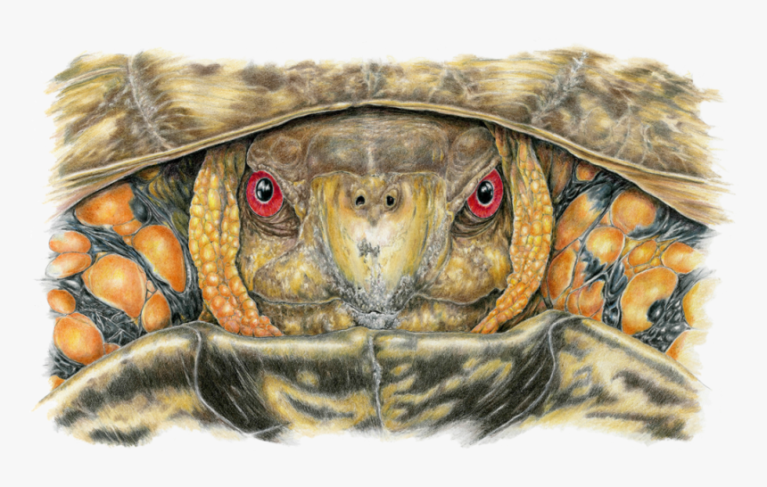 Transparent Reptile Eye Png - Tortoise, Png Download