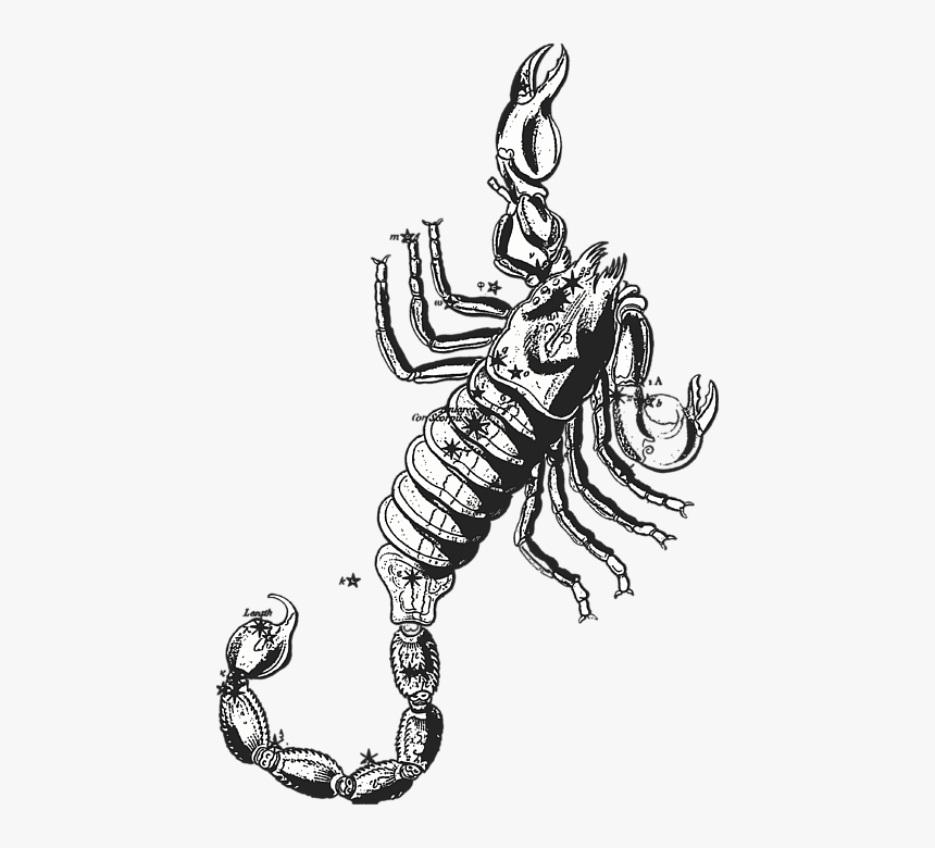 Scorpio Scorpius Constellation Astrological Sign Zodiac - Zodiac Sign October 23 Scorpio, HD Png Download