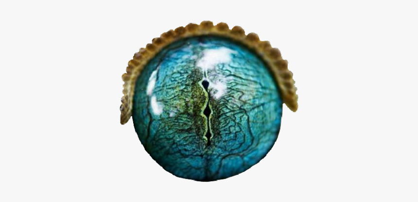 #eye #eyes #reptile #crocodile #alligator #scales #water - Reptile Eyes Transparent, HD Png Download