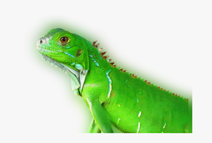 Transparent Reptile Eye Png - Tropical Animal Png, Png Download