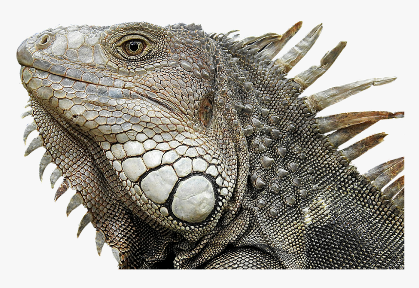 Iguana, Portrait, Profile, Close Up, Reptile - Reptile Profile, HD Png Download