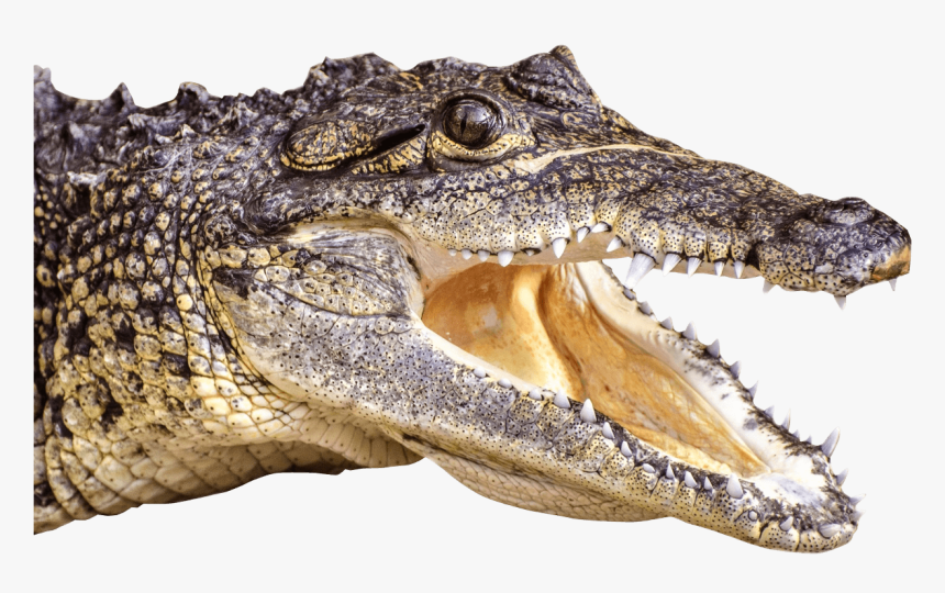 Crocodile,saltwater Crocodile,american - Alligator Png, Transparent Png