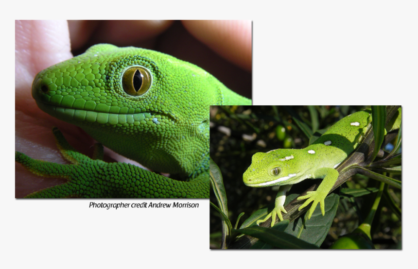 Carolina Anole, HD Png Download