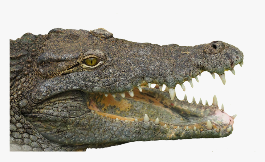 Reptile, Tooth, Animal, Crocodile, Teeth, Dangerous - Transparent Crocodile Head, HD Png Download