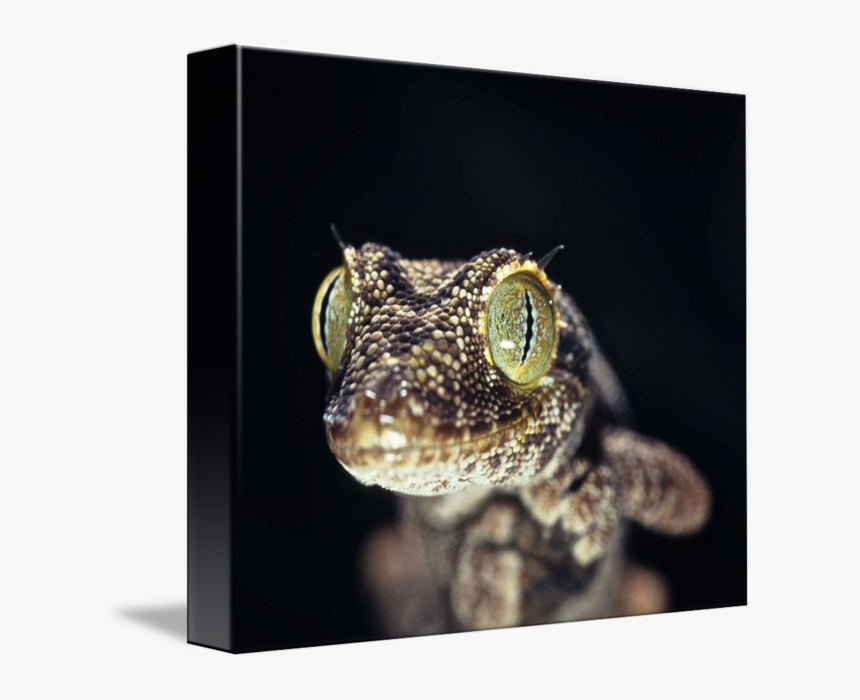 Clip Art Gecko Eye - Gecko, HD Png Download