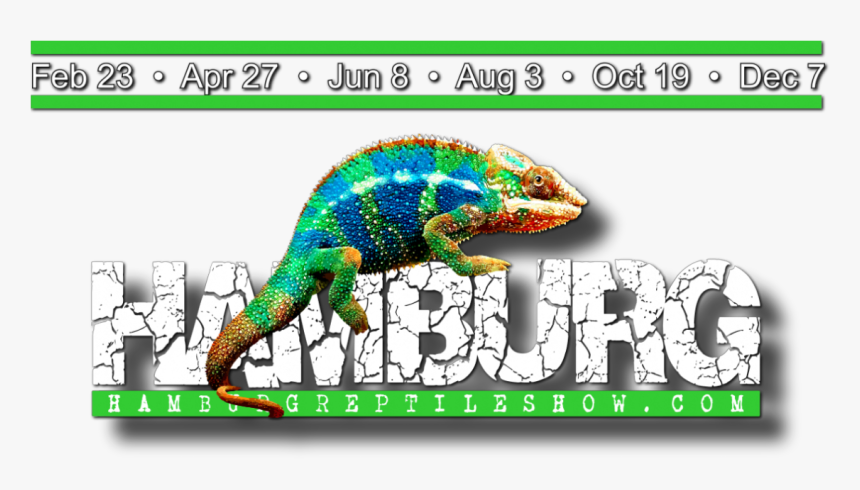 Common Chameleon, HD Png Download