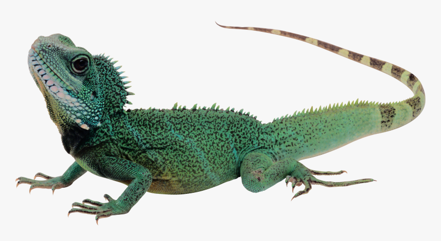 Lizard Png, Transparent Png