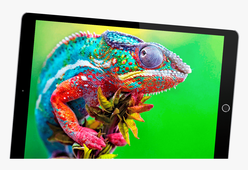 Colorful Chameleon, HD Png Download